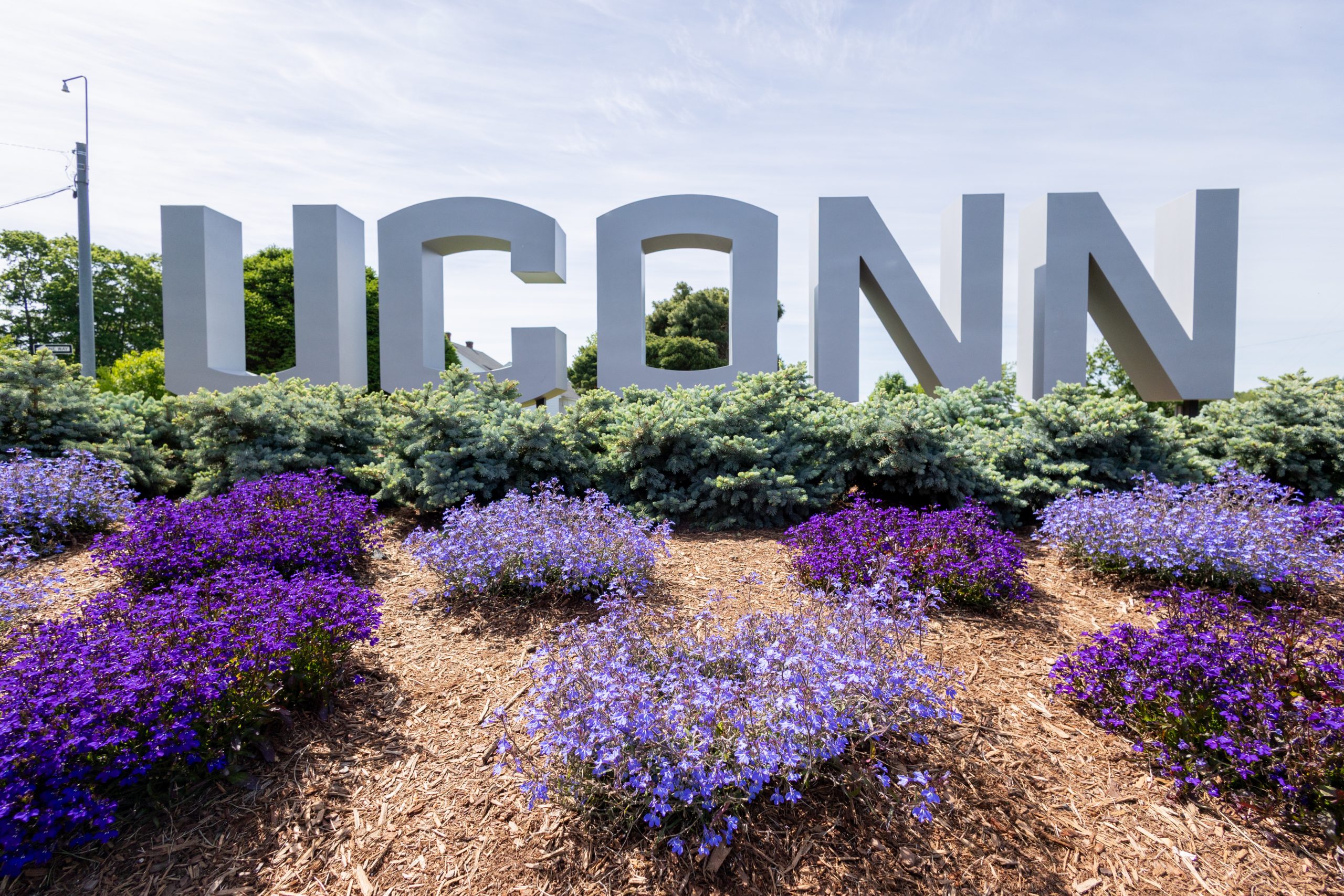 Blue and purple flowers sit in the flowerbed in front of the UConn gateway sign along Route 195 on Tuesday, May 27, 2025. (Sydney Herdle/UConn Photo)
